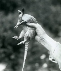 Ein junger Neunbinden-Gürteltier, gehalten in der Hand eines Pflegers, Londoner Zoo, August 1926