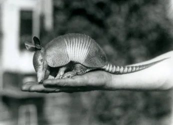 Ein junger Neunbinden-Gürteltier, der auf der offenen Handfläche eines Pflegers ruht, Londoner Zoo, August 1926