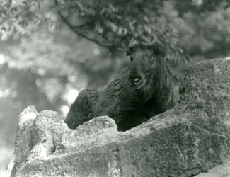 Ein junger Takin, auch bekannt als Rindergämse oder Gnu-Ziege, ruht auf einem Felsen, Londoner Zoo, Juni 1924