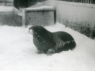 Ein junger Walross im Schnee, London Zoo, Februar 1924