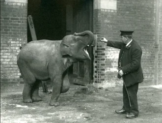 Ein junger weiblicher indischer Elefant mit Wärter H. Robertson, London Zoo, 22. Februar 1922