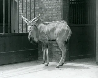 Ein junger männlicher Großer Kudu in seinem Gehege im Londoner Zoo 1929