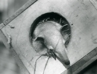 Ein junger Tamandua, der aus seiner Nistbox schaut, Londoner Zoo, April 1925