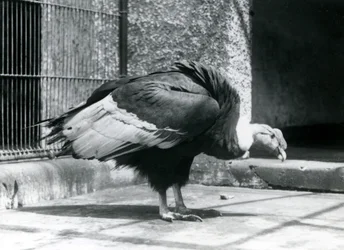 Ein Anden-Geier steht auf dem Boden seines Geheges im Londoner Zoo im Juli 1925