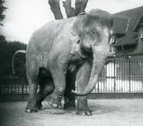 Ein asiatischer Elefant, der sich an einem toten Baum kratzt, Londoner Zoo