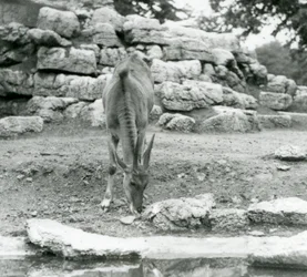 Ein Elenantilopen grast im Antilopengehege im Londoner Zoo 1929