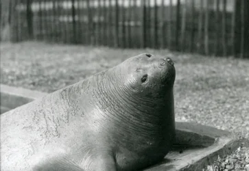 Ein Elefantenrobbe ruht in ihrem Becken im Londoner Zoo im Jahr 1930