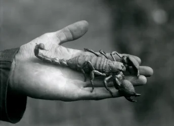 Ein Kaiserskorpion in der Hand eines Pflegers, Londoner Zoo, Oktober 1925