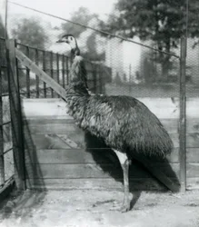 Ein Emu im Londoner Zoo, September 1927