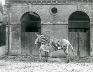 Eine gefährdete Grevy-Zebra-Stute füttert ihr Fohlen in ihrem Gehege im Londoner Zoo im Jahr 1927