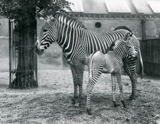 Ein gefährdeter Grevy-Zebra, stehend mit ihrem 4 Tage alten Fohlen, in ihrem Gehege im Londoner Zoo im August 1927