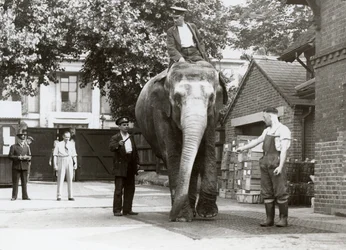 Ein indischer Elefant wird von Pflegern im Londoner Zoo gewogen, August 1935