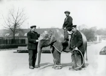 Ein indisches Babyelefant mit den Wärtern A. Church und H. Robertson im Londoner Zoo, Juni 1922