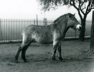 Ein gefährdetes Przewalski-Wildpferd steht in seinem Gehege im Londoner Zoo, Oktober 1927