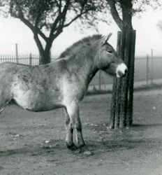 Ein gefährdetes Przewalski-Wildpferd steht in seinem Gehege im Londoner Zoo, Oktober 1927