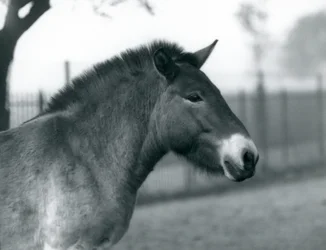 Ein gefährdetes Przewalski-Wildpferd steht in seinem Gehege im Londoner Zoo, Oktober 1927