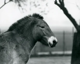Ein gefährdetes Przewalski-Wildpferd steht in seinem Gehege im Londoner Zoo, Oktober 1927