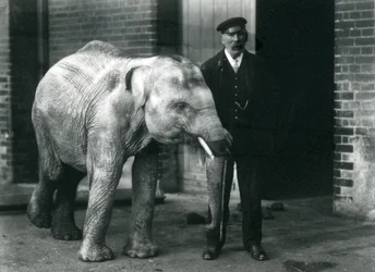 Baby-Asiatischer Elefant mit Wärter Charles Eyles, Londoner Zoo, November 1915