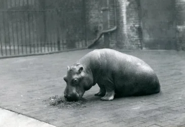 Baby Nilpferd 
