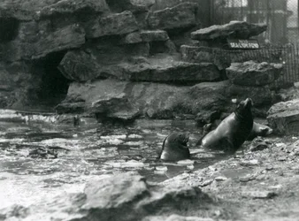 Kalifornische Seelöwen mit Eis auf ihrem Becken, London Zoo