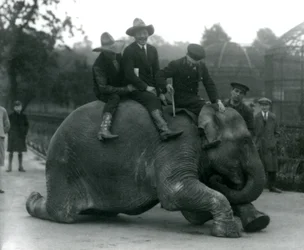 Cowboys und Trainer mit der indischen Elefantenkuh Sundermalah während eines Besuchs im Londoner Zoo 1924