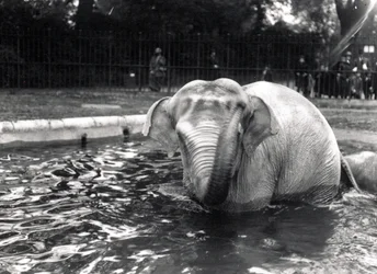 Badender Elefant