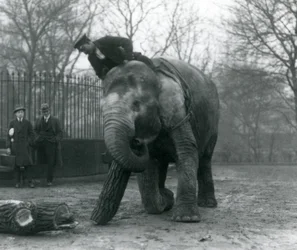 Weiblicher asiatischer Elefant, 