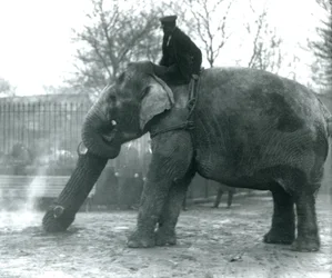Weiblicher asiatischer Elefant, 
