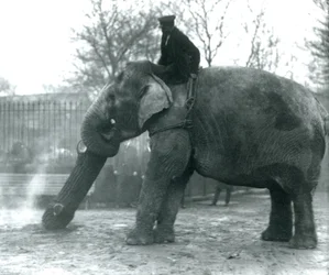 Weiblicher asiatischer Elefant, Indiarani, bewegt Holz mit ihrem Rüssel, während ihr Pfleger auf ihrem Rücken sitzt und sie dirigiert, Londoner Zoo, 1925
