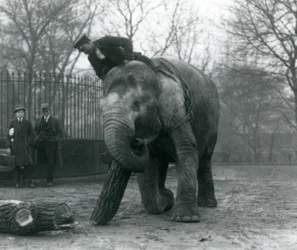 Weiblicher asiatischer Elefant, Indiarani, bewegt Holz mit ihrem Rüssel, während ihr Wärter auf ihrem Rücken sitzt und sie dirigiert und zwei andere Personen zuschauen, London Zoo, 1925