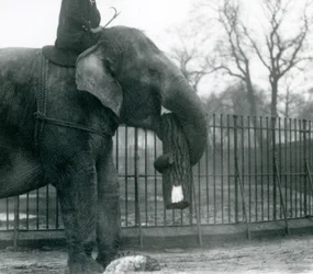 Weiblicher asiatischer Elefant, Indiarani, bewegt Holz mit ihrem Rüssel, während ihr Wärter auf ihrem Rücken sitzt und sie dirigiert, London Zoo, 1925