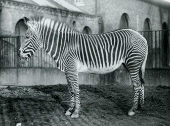 Weibliches Grevy-Zebra, oder Kaiserliches Zebra, Jennie steht in ihrem Gehege im Londoner Zoo, 1927