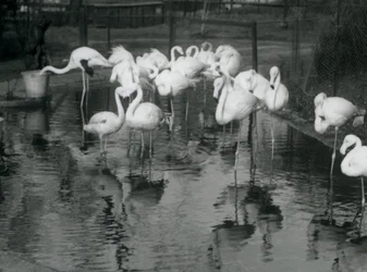 Große Flamingos an ihrem Teich im Londoner Zoo, 1926