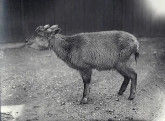 Himalaya-Goral im Londoner Zoo, 1914