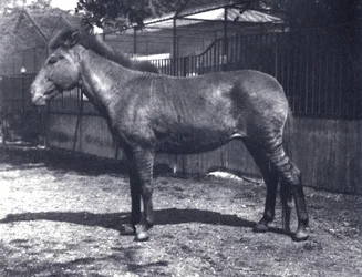 Hybrides Zebrapferd im Londoner Zoo, Juli 1916