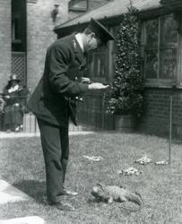 Wärter Collins auf einem Rasen im Londoner Zoo mit einer Wolkenfels-Iguana an der Leine, Londoner Zoo, 1924