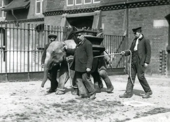 Die Wärter Jack Milbourne, H. Robertson und Thomas trainieren einen jungen asiatischen Elefanten, Londoner Zoo, Mai 1922