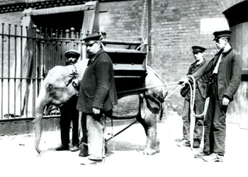 Die Wärter Jack Milbourne, H. Robertson und Thomas trainieren einen jungen asiatischen Elefanten, Londoner Zoo, Mai 1922