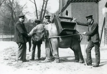 Die Wärter Jack Milbourne, H. Robertson und Thomas trainieren einen jungen asiatischen Elefanten, Londoner Zoo, Mai 1922