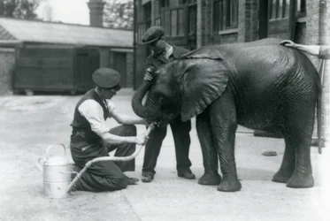 Wärter helfen dem jungen männlichen afrikanischen Elefanten Kiberenge, aus einem an eine Gießkanne angeschlossenen Schlauch zu trinken, Londoner Zoo, Juli 1924