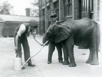Wärter helfen dem jungen männlichen afrikanischen Elefanten Kiberenge, aus einem an eine Gießkanne angeschlossenen Schlauch zu trinken, Londoner Zoo, Juli 1924