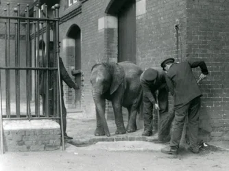 Pfleger mit jungem männlichen afrikanischen Elefanten Kiberenge, London Zoo, 1924