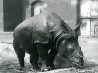 Männliches Indisches Nashorn Felix verlässt seinen Pool im London Zoo, 1928