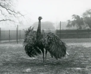 Balzruf eines Großen Nandu, London Zoo