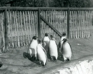 Sechs Königspinguine gehen neben ihrem Pool im Londoner Zoo im Jahr 1927