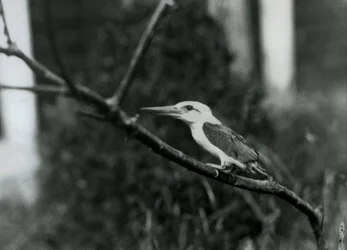 Storchschnabel-Eisvogel ruht auf einem Ast, diese Unterart stammt aus dem Sulu-Archipel auf den Philippinen, London Zoo