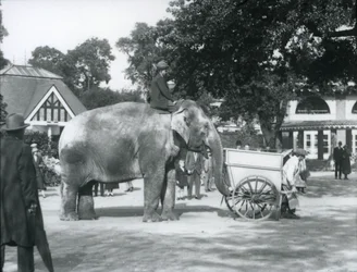 Syed Ali reitet auf Indiarani hinter einer Schubkarre, Londoner Zoo, Oktober 1925
