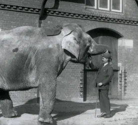 Syed Ali trainiert Indiarani vor dem Elefantenhaus, London Zoo, Oktober 1925