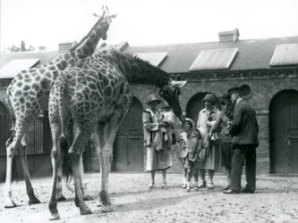 Drei Damen mit drei kleinen Kindern besuchen die Giraffen in ihrem Gehege außerhalb des Giraffenhauses, Londoner Zoo, Juli 1926