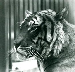 Tiger Sam im Londoner Zoo im Jahr 1925